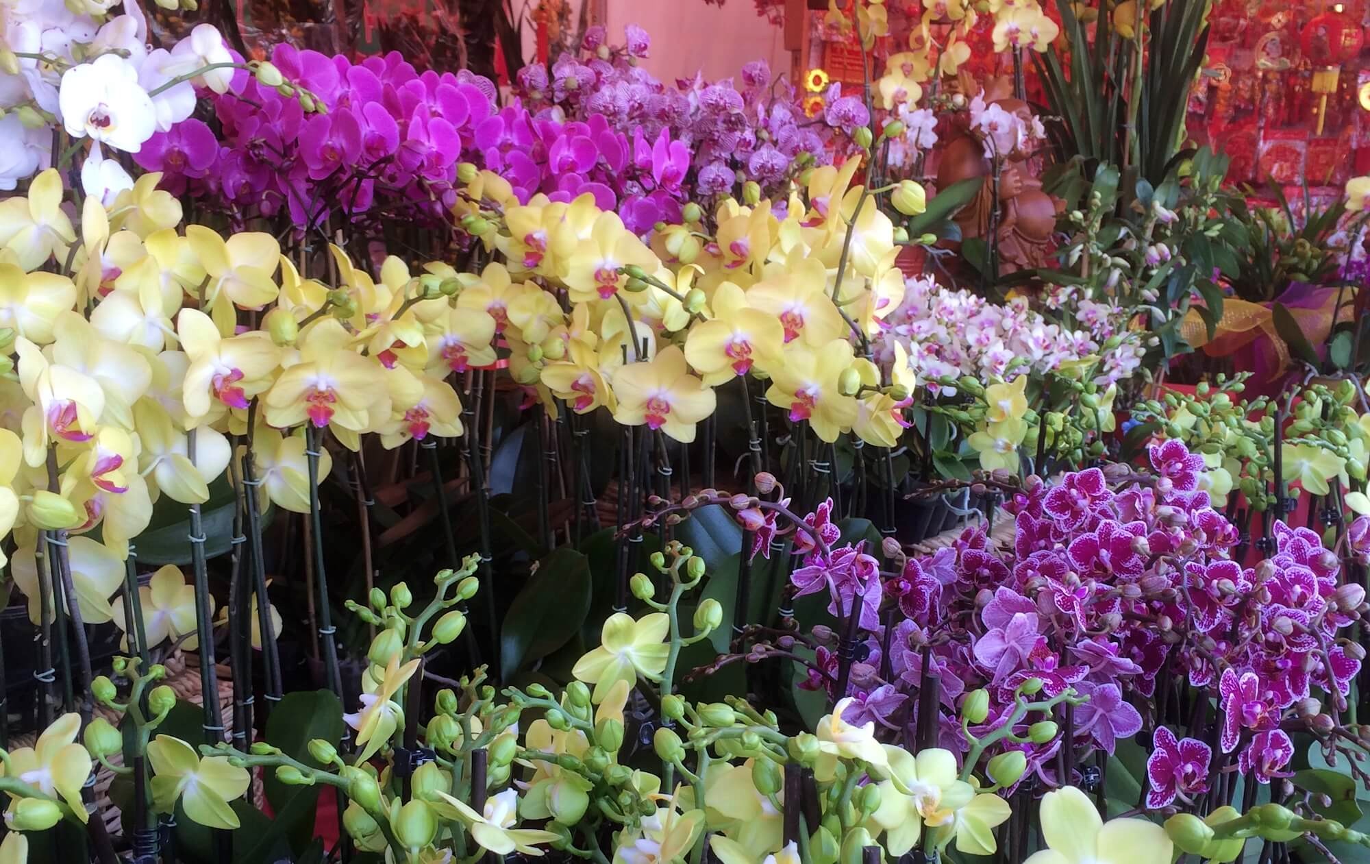 New Year flowers sold at Asian Garden Flower Festival 